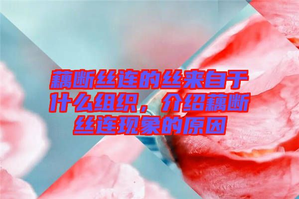 藕斷絲連的絲來(lái)自于什么組織，介紹藕斷絲連現(xiàn)象的原因