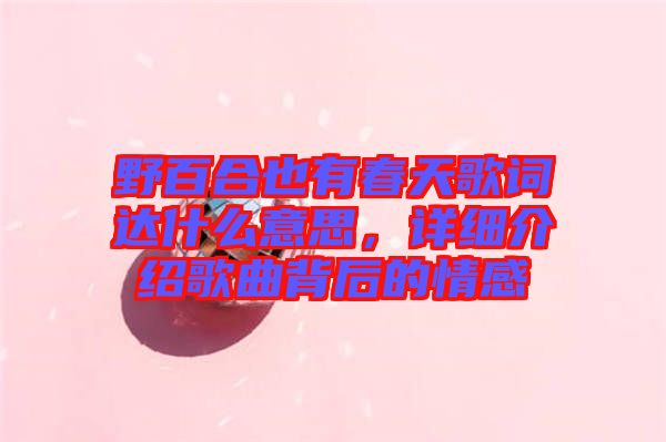 野百合也有春天歌詞達什么意思，詳細介紹歌曲背后的情感