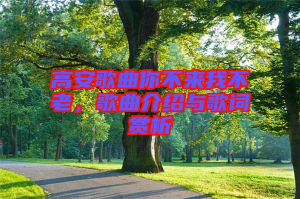 高安歌曲你不來我不老，歌曲介紹與歌詞賞析