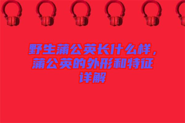 野生蒲公英長什么樣，蒲公英的外形和特征詳解